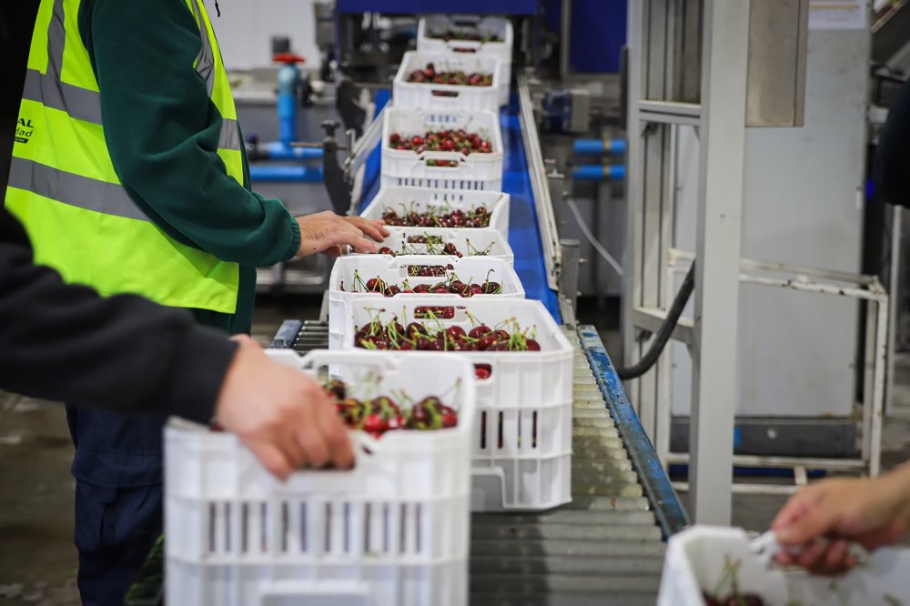 Selección de cerezas NeoFresh