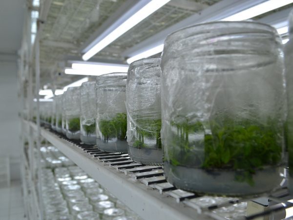 Laboratorio NeoFresh