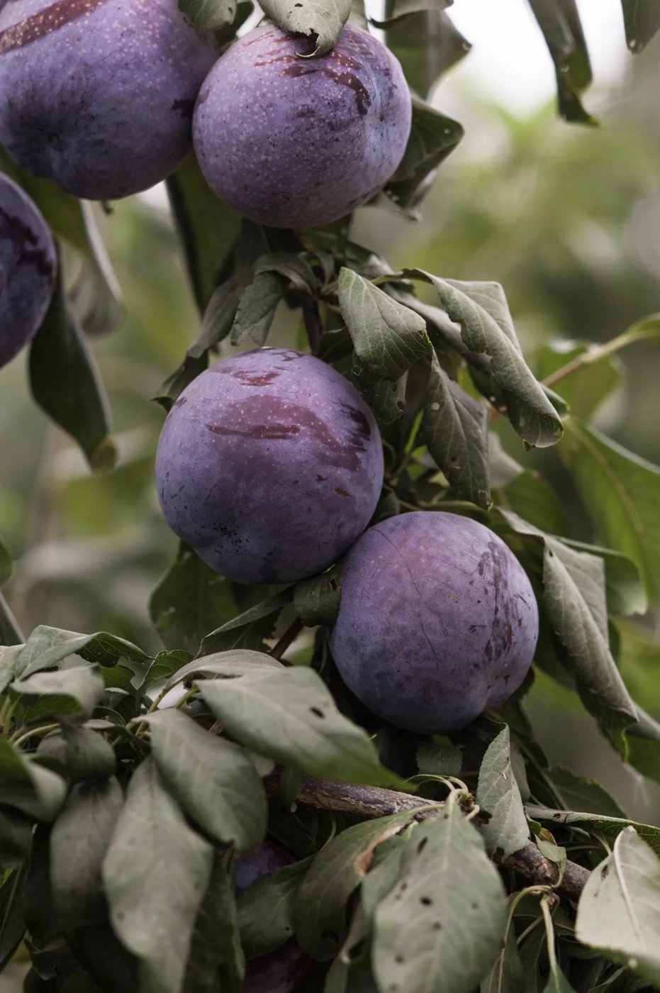 Ciruelas NeoFresh en el huerto